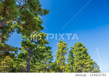松の木　マツ林　海の公園 124812791