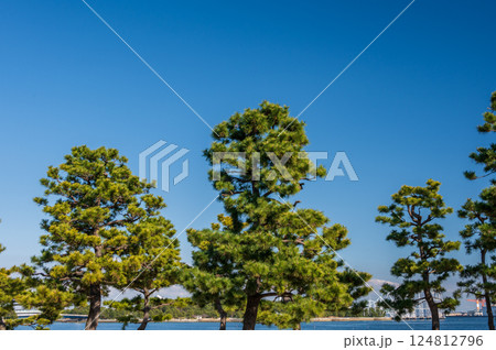 松の木　マツ林　海の公園 124812796