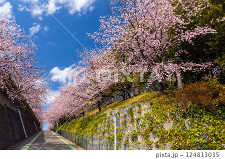 埼玉県川口市安行原　海寿山満福寺密蔵院駐車場横の坂道の安行桜並木 124813035
