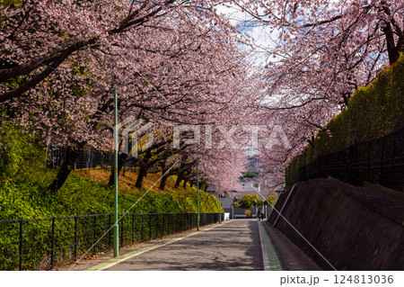 埼玉県川口市安行原　海寿山満福寺密蔵院駐車場横の坂道の安行桜並木 124813036