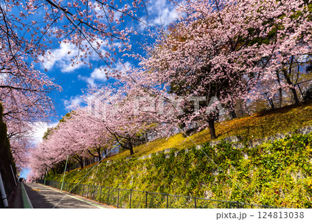 埼玉県川口市安行原　海寿山満福寺密蔵院駐車場横の坂道の安行桜並木 124813038
