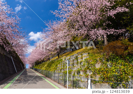 埼玉県川口市安行原　海寿山満福寺密蔵院駐車場横の坂道の安行桜並木 124813039