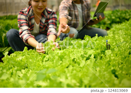 Farmers picking fresh lettuce in a greenhouse. Concepts of organic farming 124813069