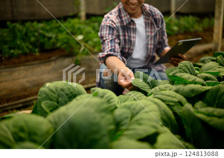 Man using technology to assess crop quality inside a greenhouse. Smart farming concept 124813088