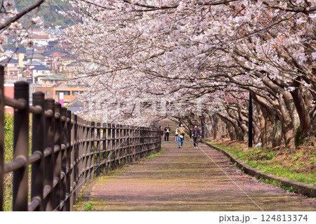 桜、サクラ、さくら 桜、サクラ、さくら 124813374