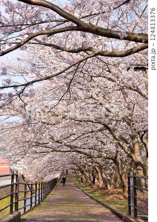 桜、サクラ、さくら 124813376