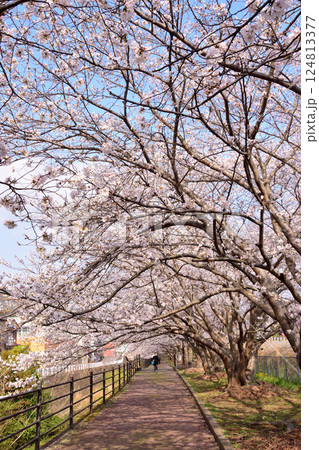 桜、サクラ、さくら 124813377
