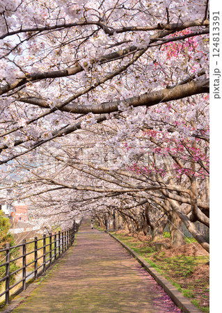 桜、サクラ、さくら 124813391