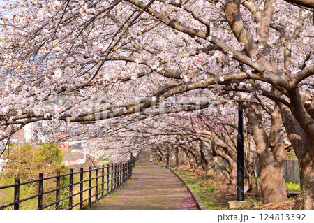 桜、サクラ、さくら 124813392