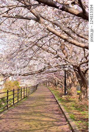 桜、サクラ、さくら 124813394