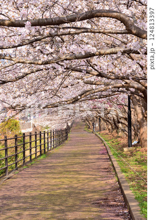 桜、サクラ、さくら 124813397