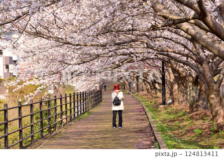 桜、サクラ、さくら 124813411