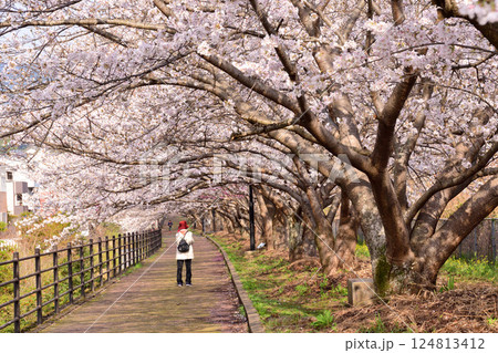 桜、サクラ、さくら 124813412