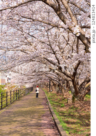 桜、サクラ、さくら 桜、サクラ、さくら 124813414