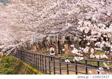 桜、サクラ、さくら 桜、サクラ、さくら 124813417