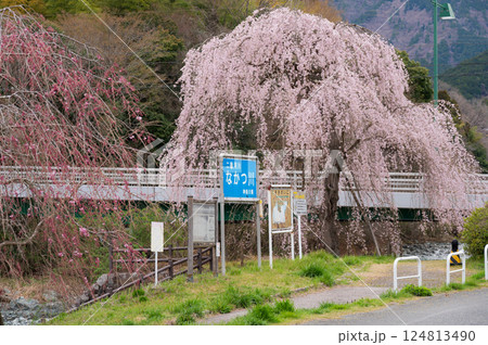 宇津茂のしだれ桜 松田町寄の枝垂れ桜 宇津茂のしだれ桜 松田町寄の枝垂れ桜 124813490