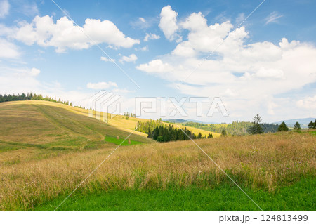 mountainous carpathian countryside landscape. grassy alpine meadow under a blue sky with fluffy clouds. forest on a hill. outdoor adventure. summer vacations in highlands of ukraine on a sunny day mountainous carpathian countryside landscape. grassy alpine meadow under a blue sky with fluffy clouds. forest on a hill. outdoor adventure. summer vacations in highlands of ukraine on a sunny day 124813499