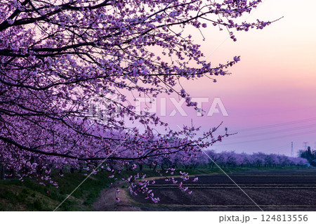 埼玉県坂戸市北浅羽　北浅羽桜堤公園　満開の早咲き桜の安行寒桜並木　日の出直後の朝陽と朝焼け空 124813556