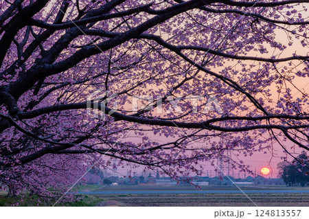 埼玉県坂戸市北浅羽　北浅羽桜堤公園　満開の早咲き桜の安行寒桜並木　日の出直後の朝陽と朝焼け空 124813557