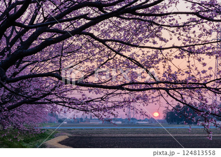 埼玉県坂戸市北浅羽　北浅羽桜堤公園　満開の早咲き桜の安行寒桜並木　日の出直後の朝陽と朝焼け空 124813558