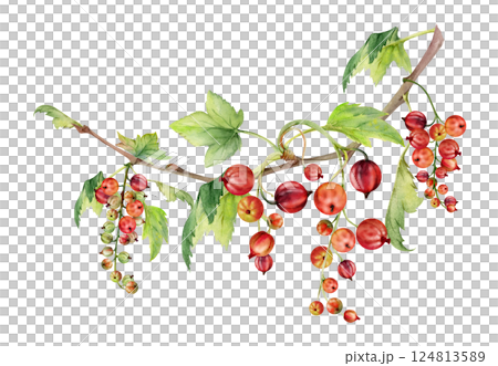 Currant gooseberry garden berry with green leaves hanging on branches in group clusters, hand drawn in watercolor. Isolated illustration for craft eco cosmetics, aroma candles, organic food jam labels Currant gooseberry garden berry with green leaves hanging on branches in group clusters, hand drawn in watercolor. Isolated illustration for craft eco cosmetics, aroma candles, organic food jam labels 124813589