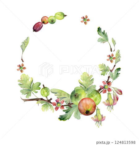 Gooseberry berries leaves flower buds hanging on thorny branch, watercolor hand drawn wreath. Ripe garden juneberry casseille currant. Cut out botanical illustration. Home preserves cookbook, florist Gooseberry berries leaves flower buds hanging on thorny branch, watercolor hand drawn wreath. Ripe garden juneberry casseille currant. Cut out botanical illustration. Home preserves cookbook, florist 124813598