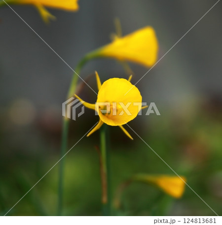 ペチコートスイセン 124813681