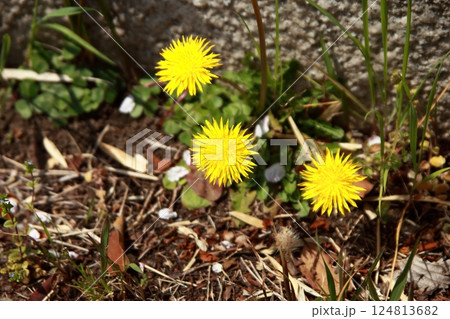 タンポポ 124813682