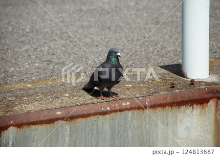 欄干に止まる鳩 124813687