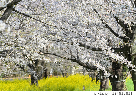 満開の桜並木と鮮やかな菜の花 春の素材 満開の桜並木と鮮やかな菜の花 春の素材 124813811