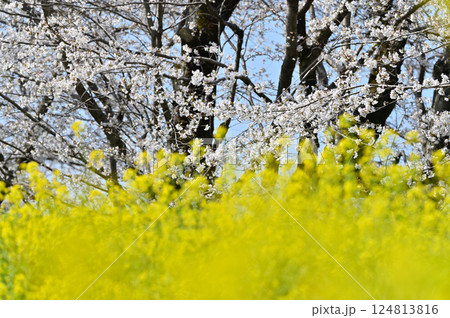満開の桜並木と鮮やかな菜の花　春の素材 124813816