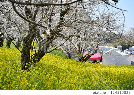 満開の桜並木　お花見シーズン到来！出店でカンパイ！！　春の素材 124813822