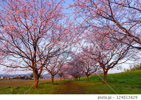 埼玉県坂戸市北浅羽　北浅羽桜堤公園　朝焼けを受ける満開の早咲き桜の安行寒桜並木 124813829