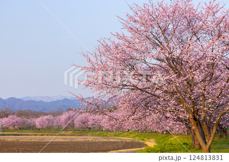 埼玉県坂戸市北浅羽 北浅羽桜堤公園 朝焼けを受ける満開の早咲き桜の安行寒桜並木 埼玉県坂戸市北浅羽 北浅羽桜堤公園 朝焼けを受ける満開の早咲き桜の安行寒桜並木 124813831
