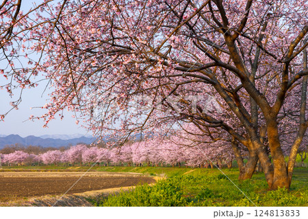 埼玉県坂戸市北浅羽　北浅羽桜堤公園　朝焼けを受ける満開の早咲き桜の安行寒桜並木 124813833