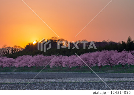 埼玉県坂戸市北浅羽桜堤公園　満開の早咲きの安行寒桜並木と夕焼け空に沈む夕陽 124814056