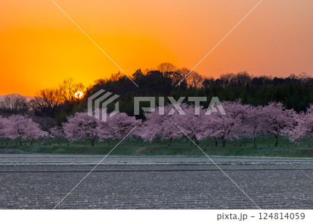 埼玉県坂戸市北浅羽桜堤公園　満開の早咲きの安行寒桜並木と夕焼け空に沈む夕陽 124814059