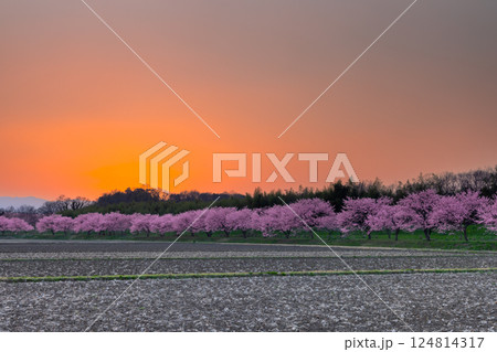 埼玉県坂戸市北浅羽桜堤公園　満開の早咲きの安行寒桜並木と日没直後の夕焼け空 124814317
