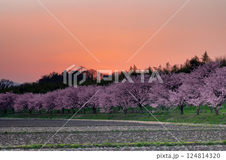 埼玉県坂戸市北浅羽桜堤公園　満開の早咲きの安行寒桜並木と日没直後の夕焼け空 124814320