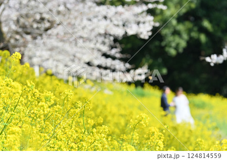 満開の桜並木と菜の花畑　ドローンでウェディングの前撮り　 124814559