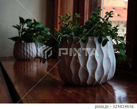 Potted plants bringing life to prague windowsill in spring Potted plants bringing life to prague windowsill in spring 124814616