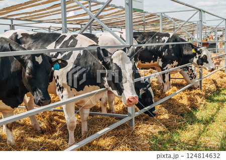 Close-up portrait of a young Holstein cow 124814632