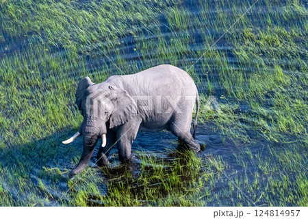 Aerial View of an African Elephant 124814957
