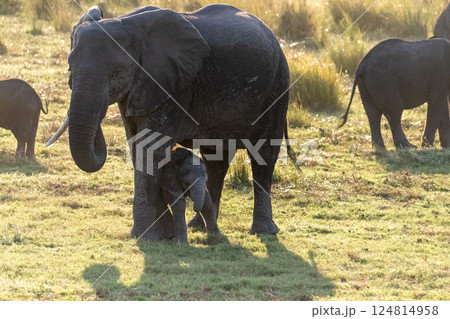 African Elephant in Chobe National Park 124814958