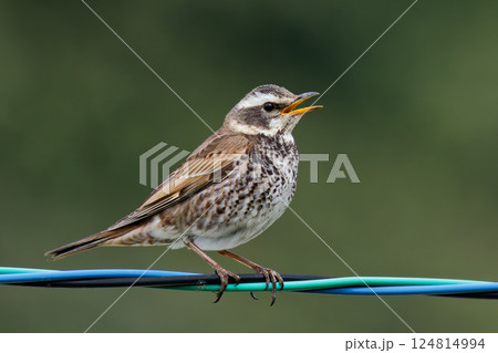 電線で鳴くツグミ 124814994