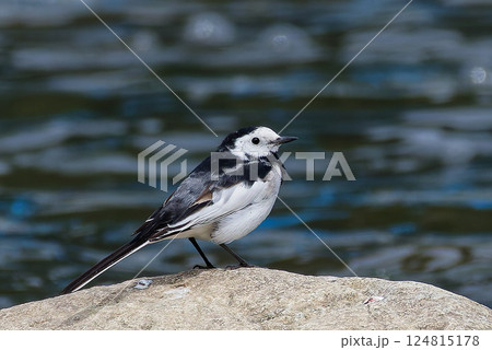 水辺に立つホオジロハクセキレイ 124815178