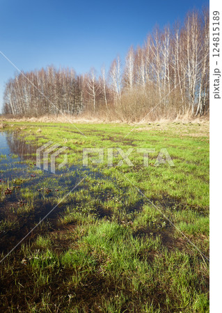 Wet meadow and grass with trees on the horizon and blue sky, spring view 124815189