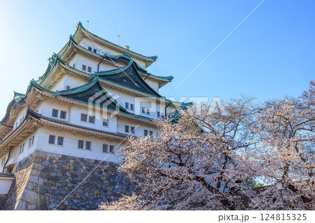 春爛漫までもう少し｜名古屋城を彩る八分咲きの桜 124815325