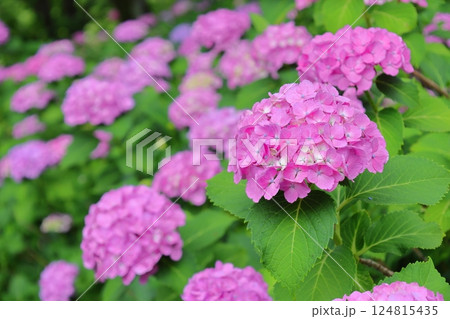 鮮やかなピンクの紫陽花 鮮やかなピンクの紫陽花 124815435