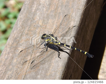 コオニヤンマ コオニヤンマ 124815466